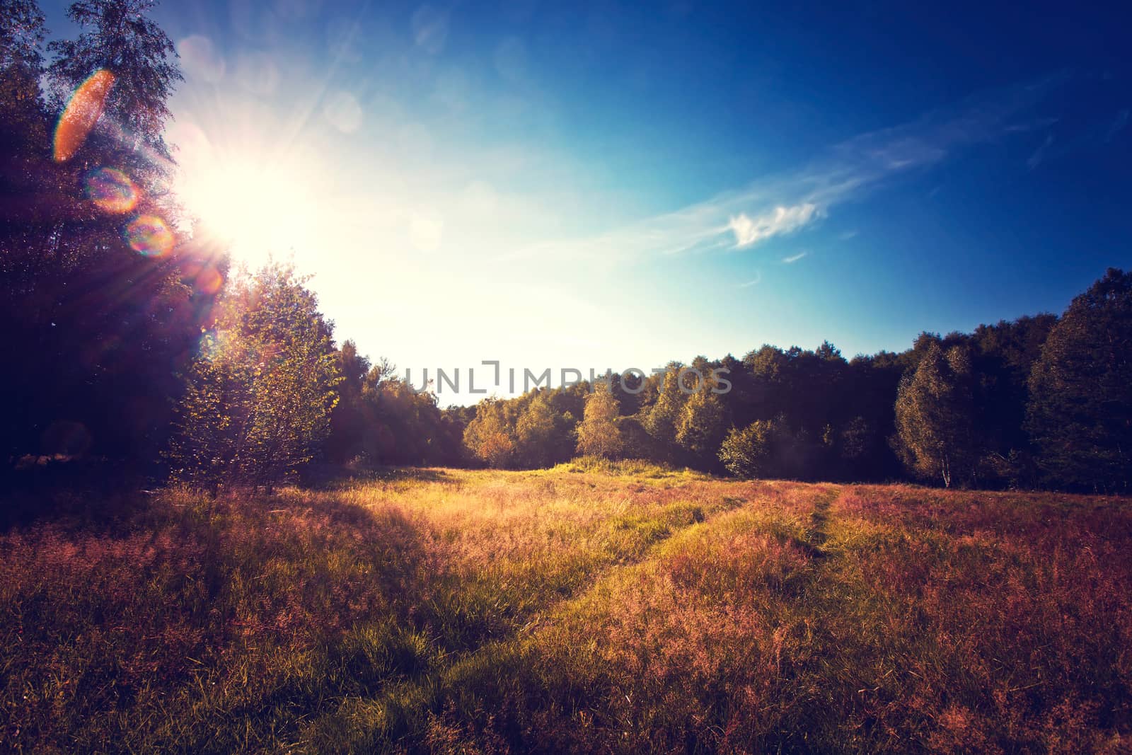 Vintage gold sunny autumn in the forest and field. Nature concept.