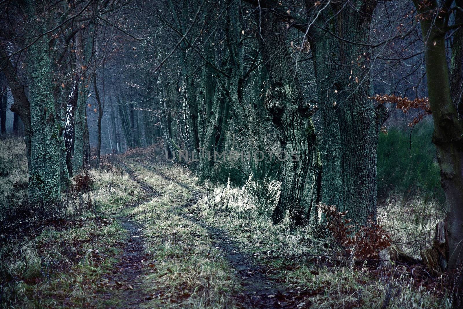 Dark winter path between dead trees. Nature, season specific concept.