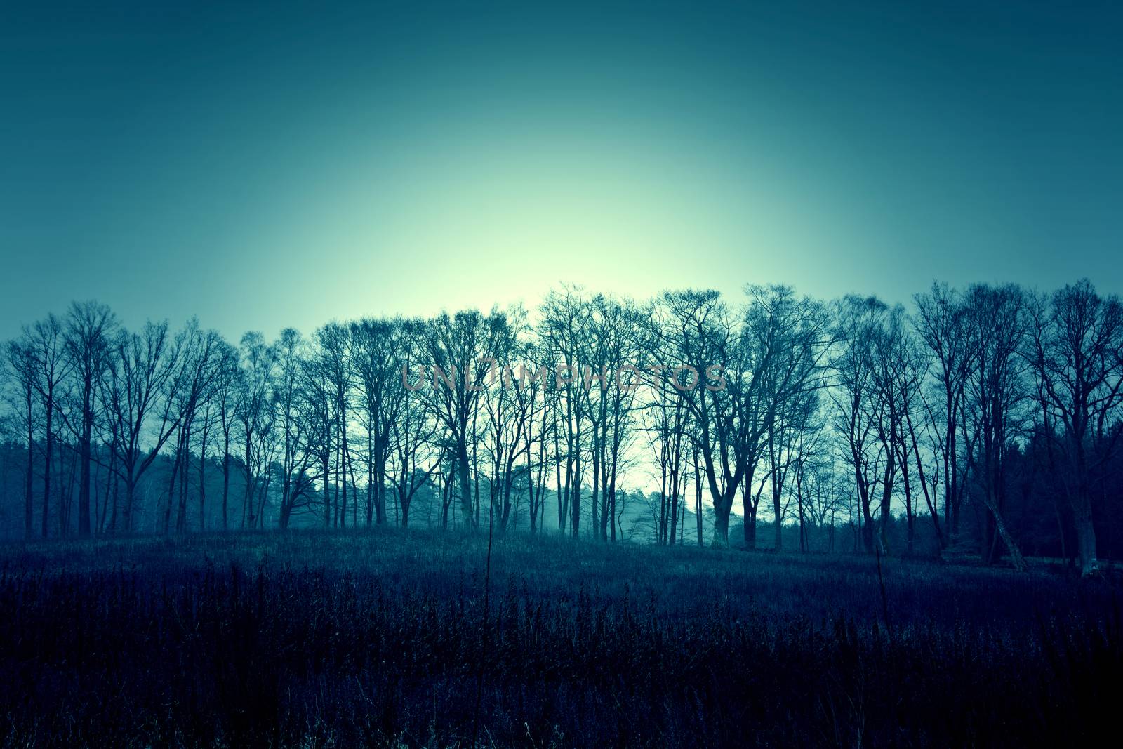 Dark dead winter trees and sky. by satariel