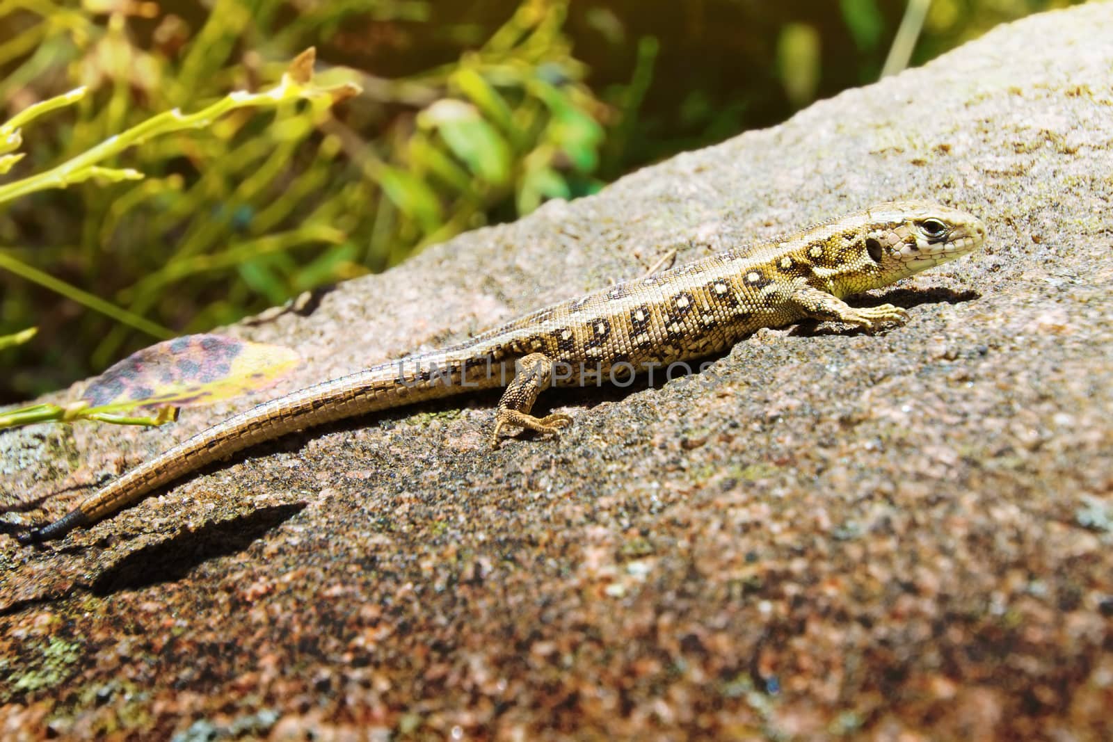 Lizard on the rock. Reptile animal image.