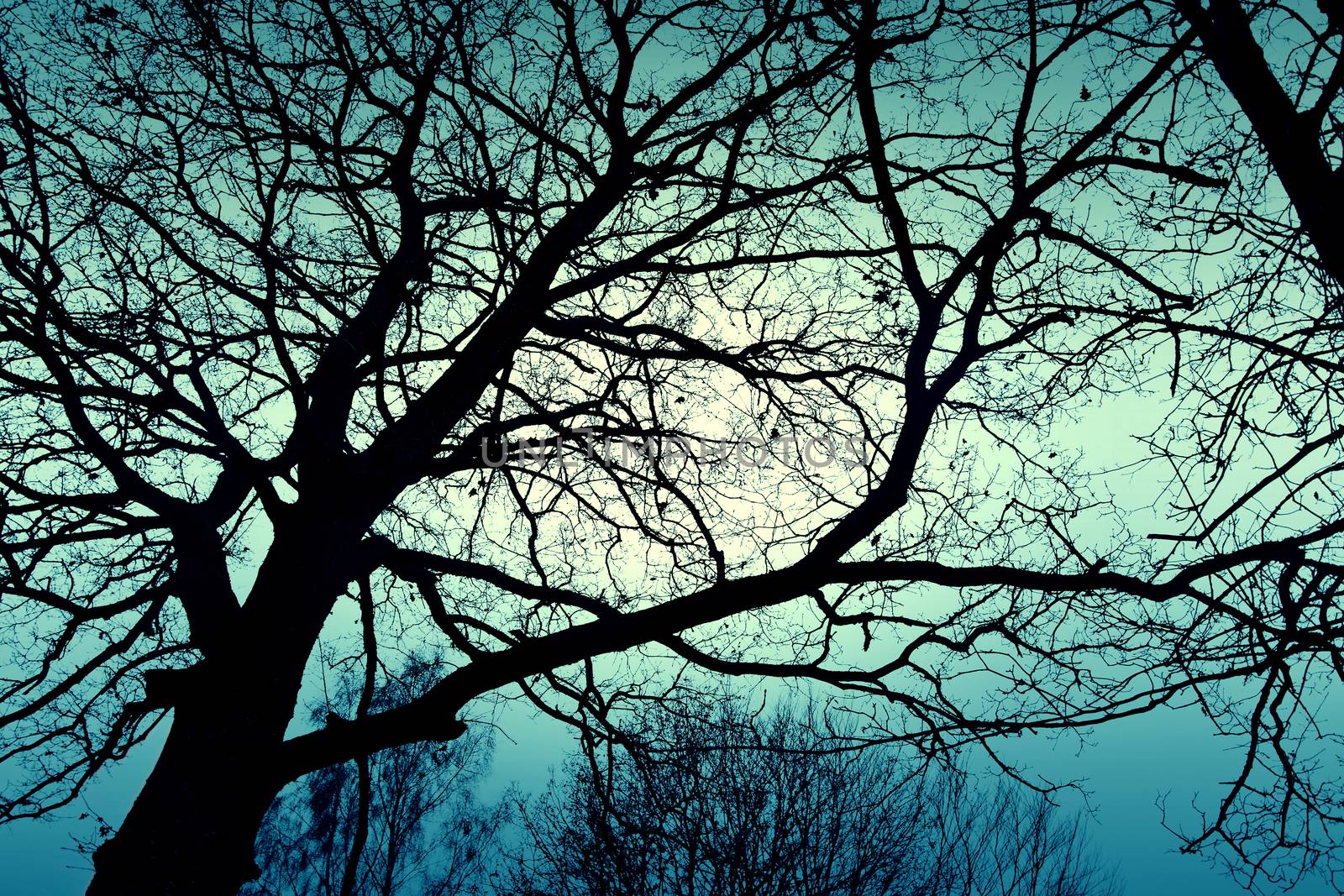 Dark dead winter tree and sky. Nature, season specific concept. Blue colors.