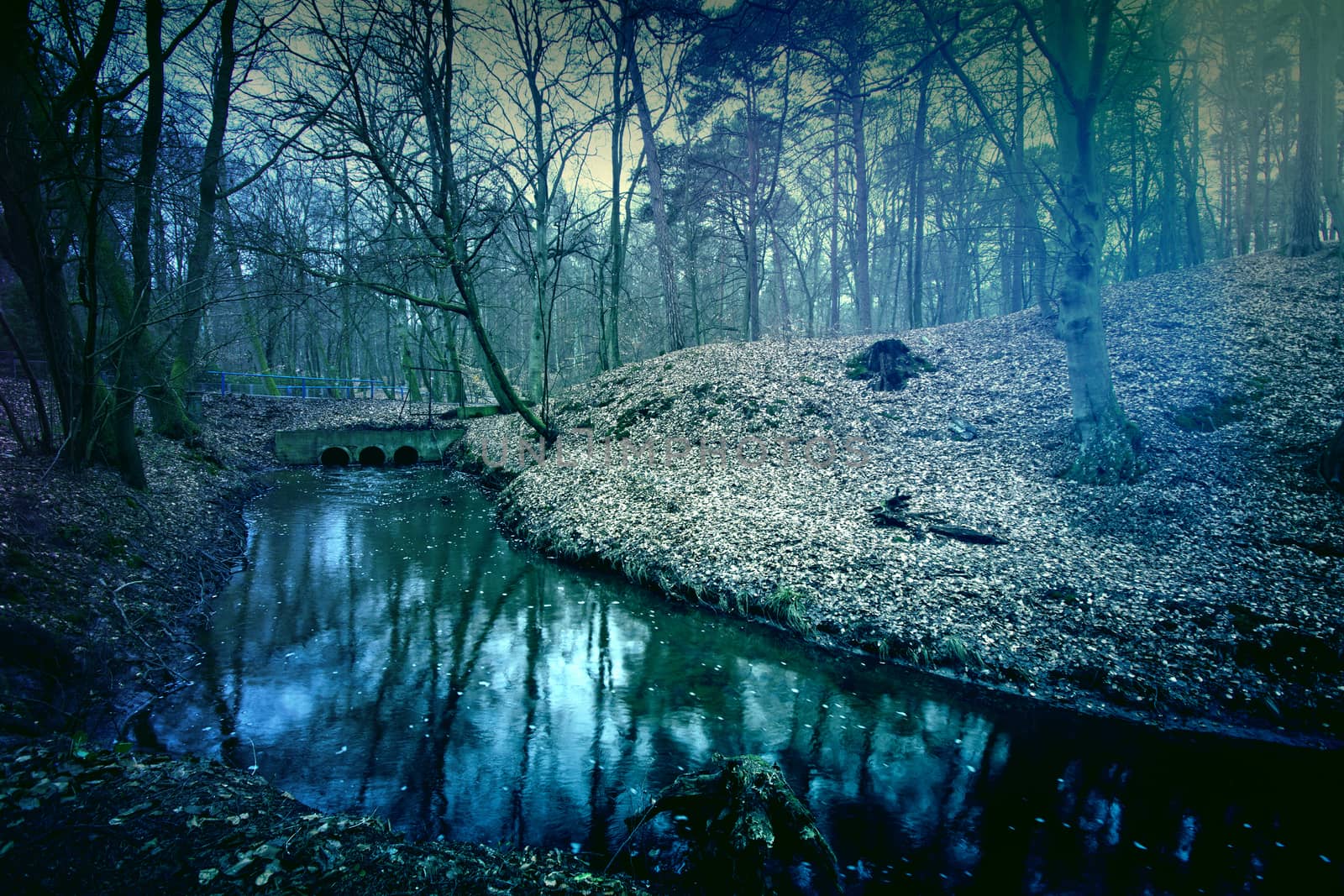 Magical dark and mysterious forest. by satariel