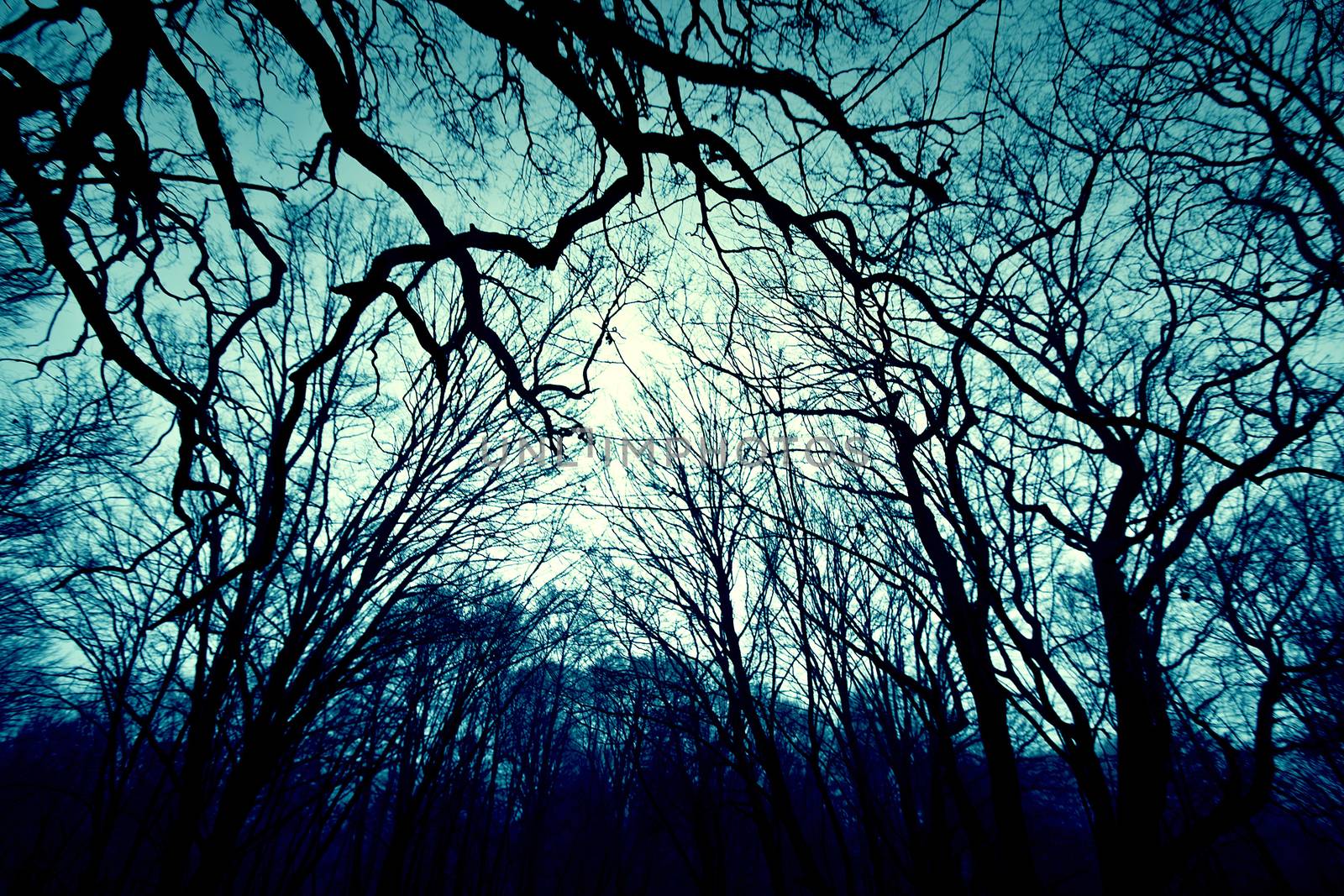 Dark winter forest background. by satariel