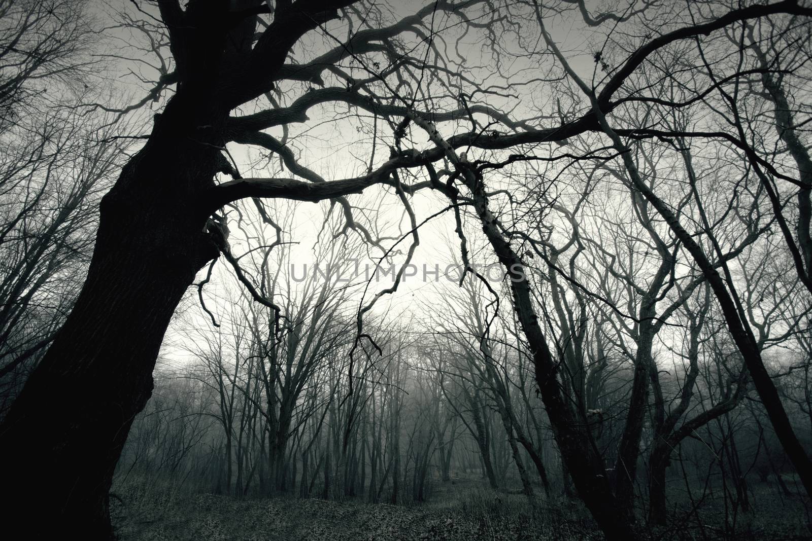 Dead dark winter tree in the forest. Nature in woods. Black and white picture.