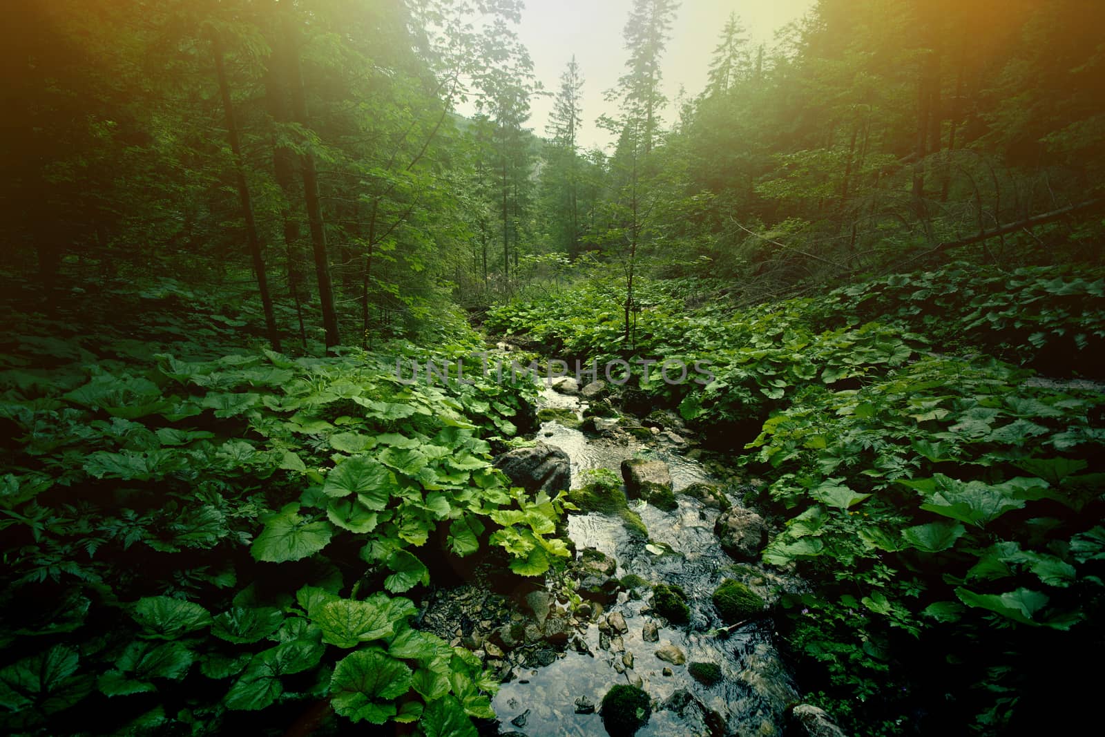 Nature in Mountains. River in dark green forest.