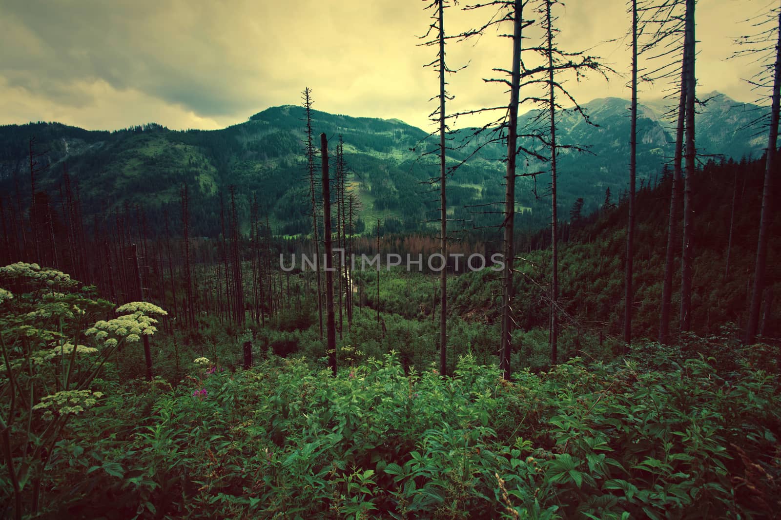 Forest in mountanis. Nature concept on vintage picture.