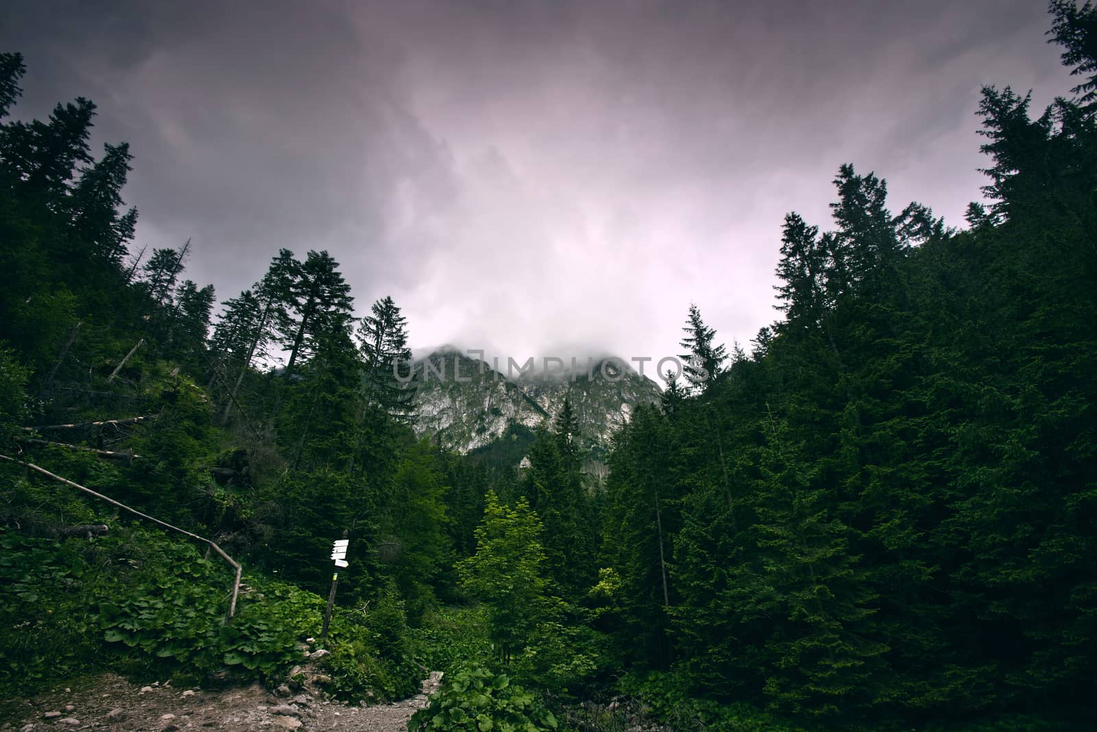 Dark forest in mountains. by satariel