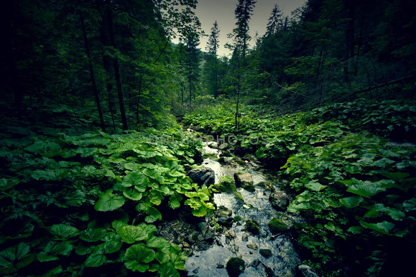 Dark green forest and river. by satariel