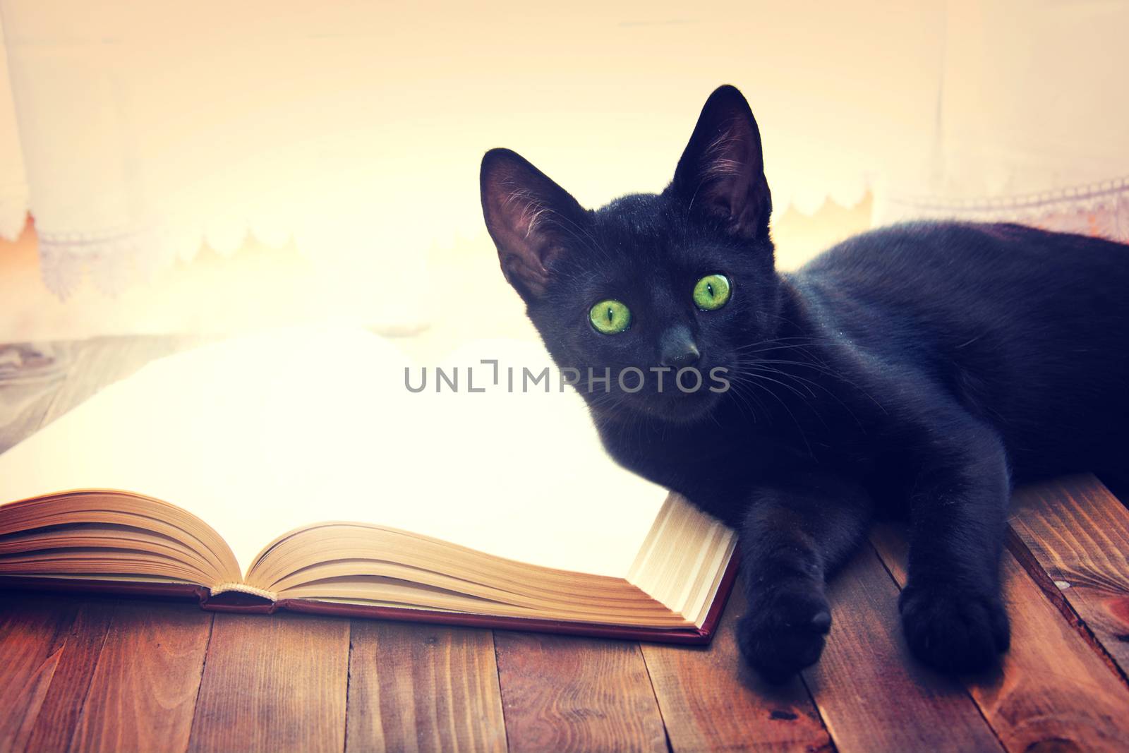 Open book and black cat on wooden table. Knowledge and education conceptual image.