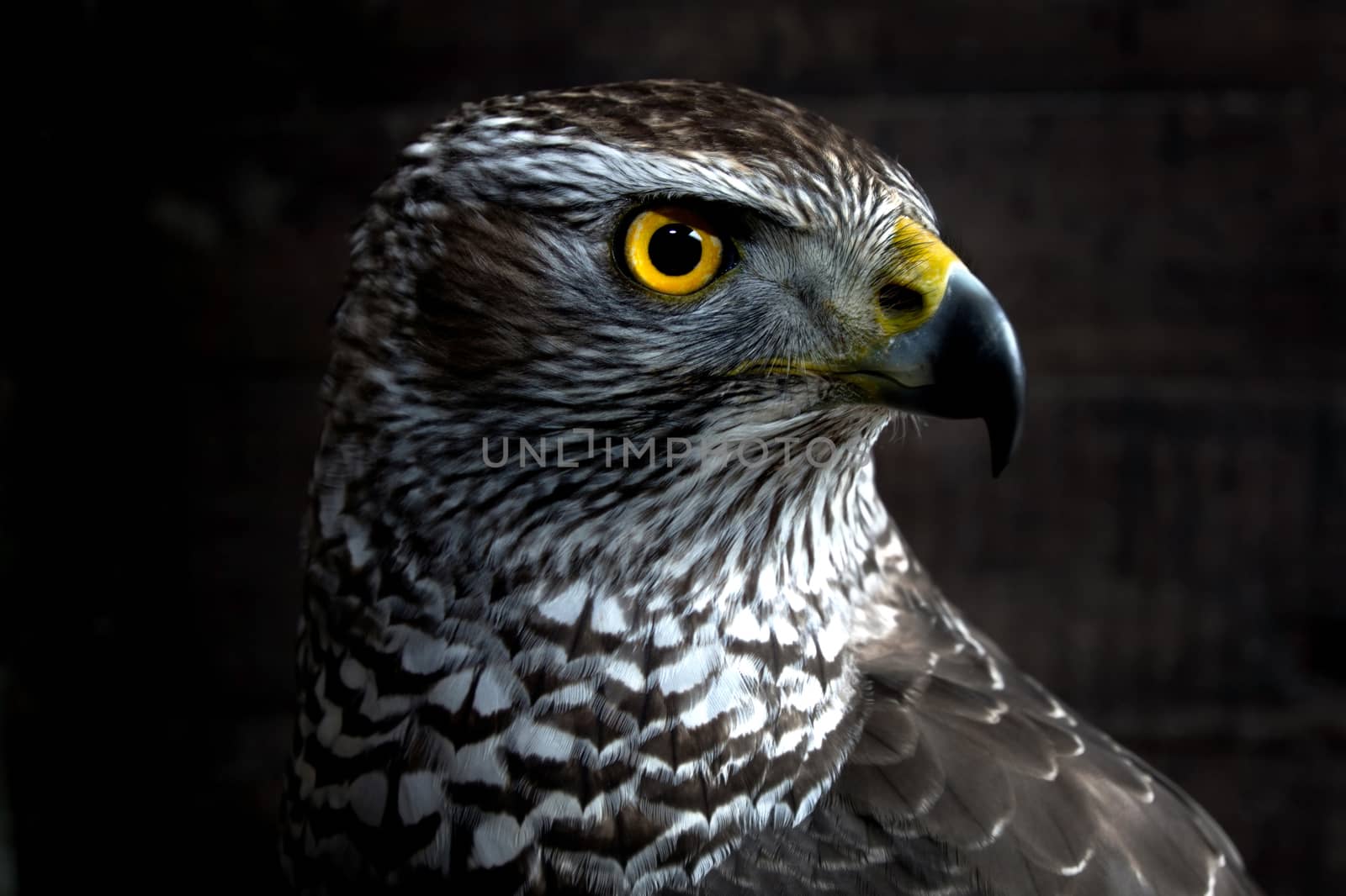 Hawk close up. Bird of prey portrait. Wild animal.