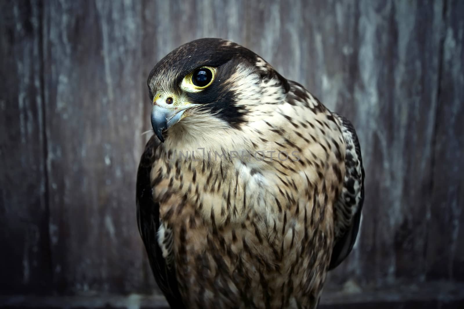 Peregrine falcon. by satariel