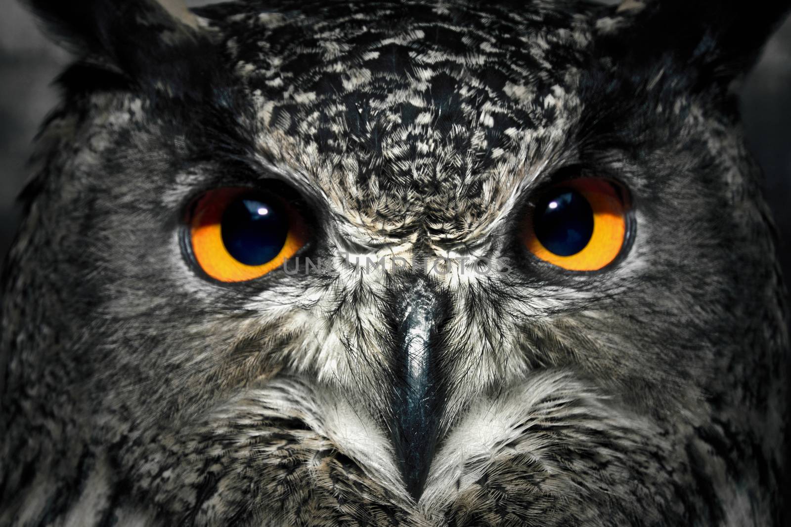 Owl eyes close up. Bird of prey portrait. Wild animal.