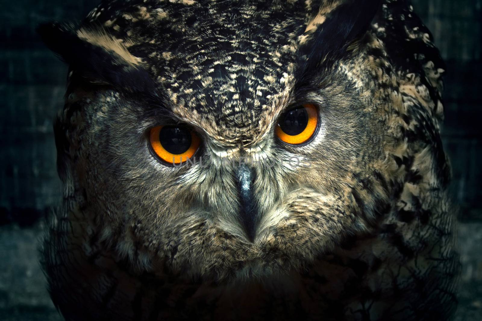 Owl eyes close up. Bird of prey portrait. Wild animal.