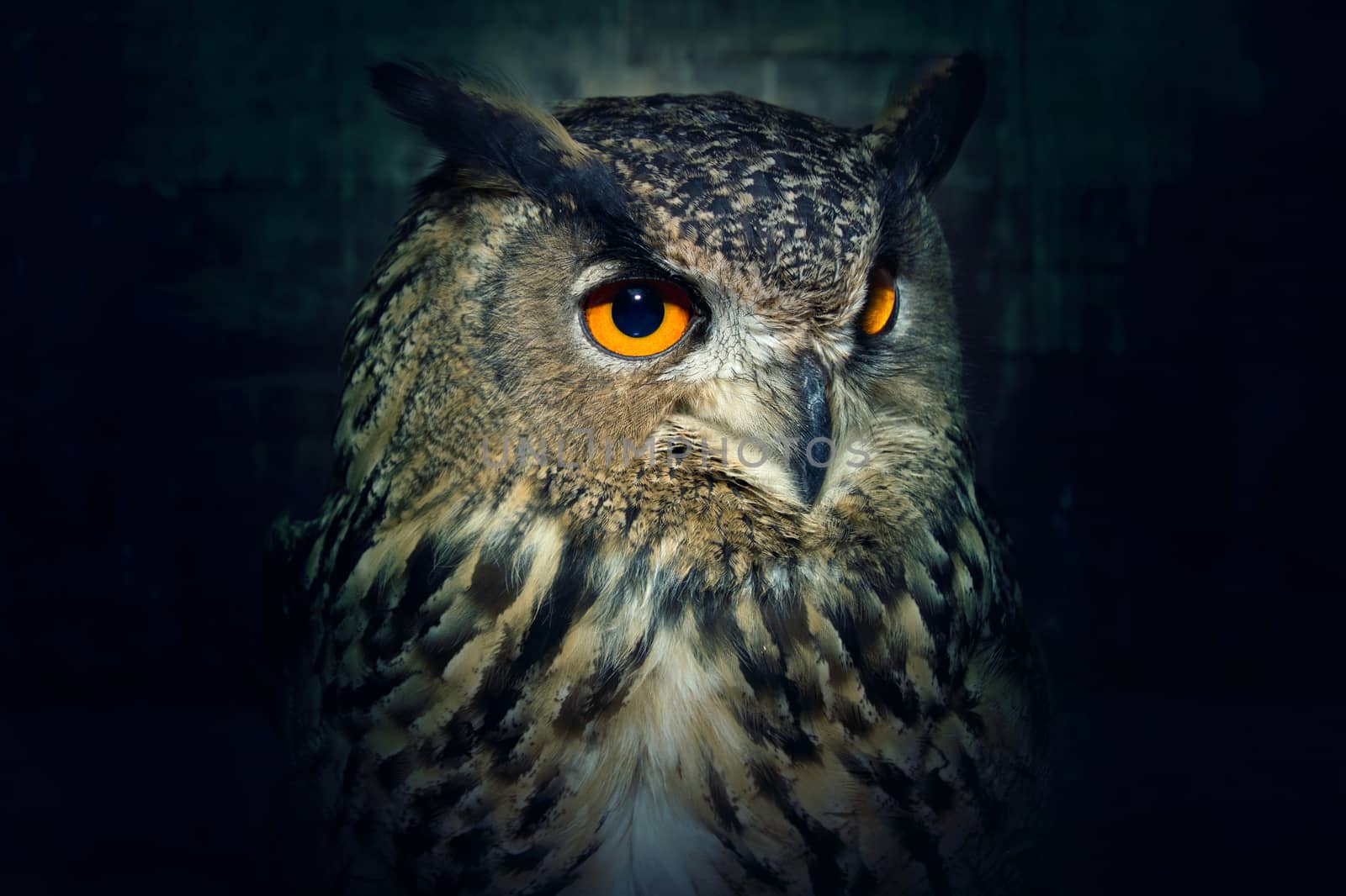 Owl close up at night. by satariel