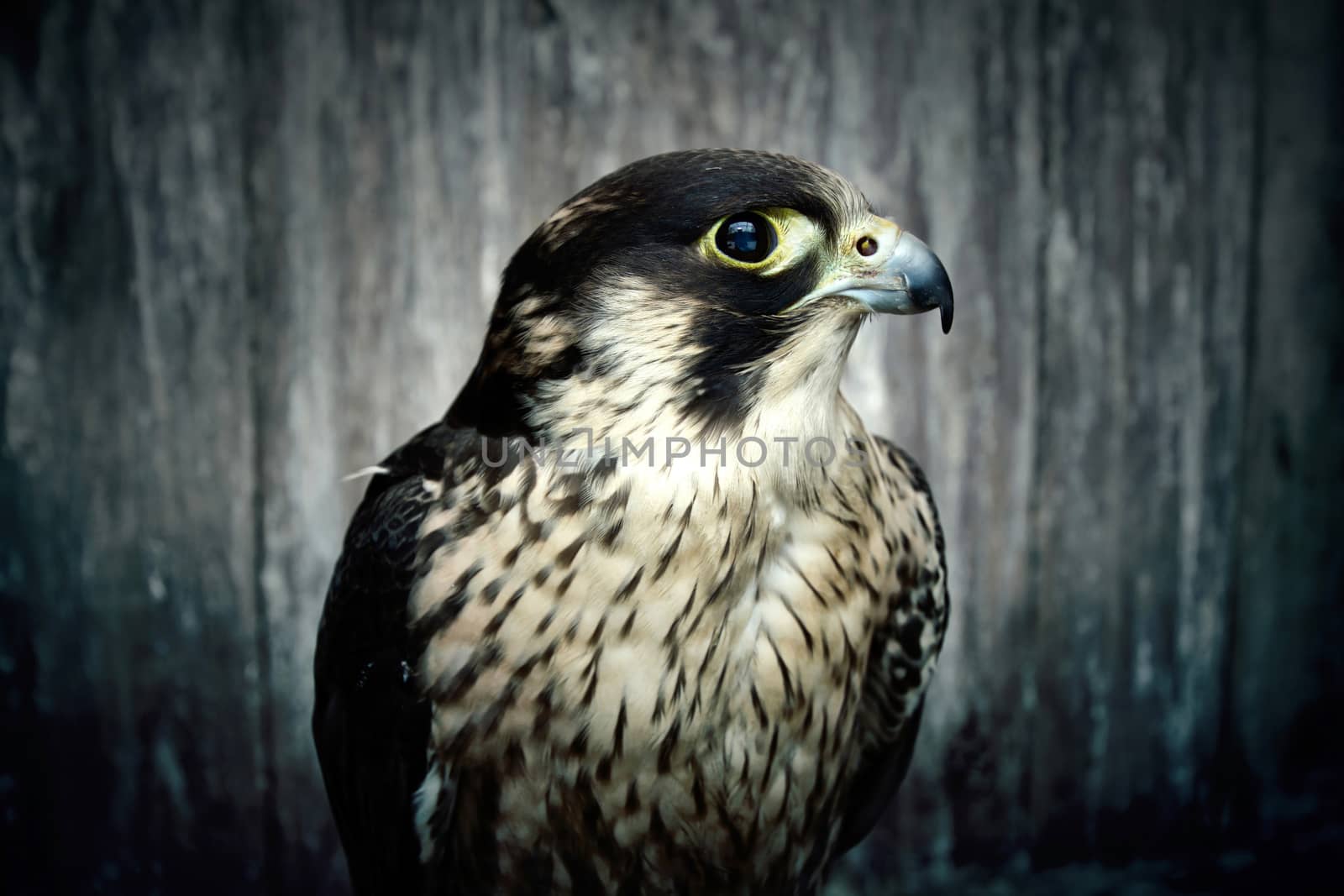 Peregrine falcon, Duck hawk close up. Bird of prey portrait.