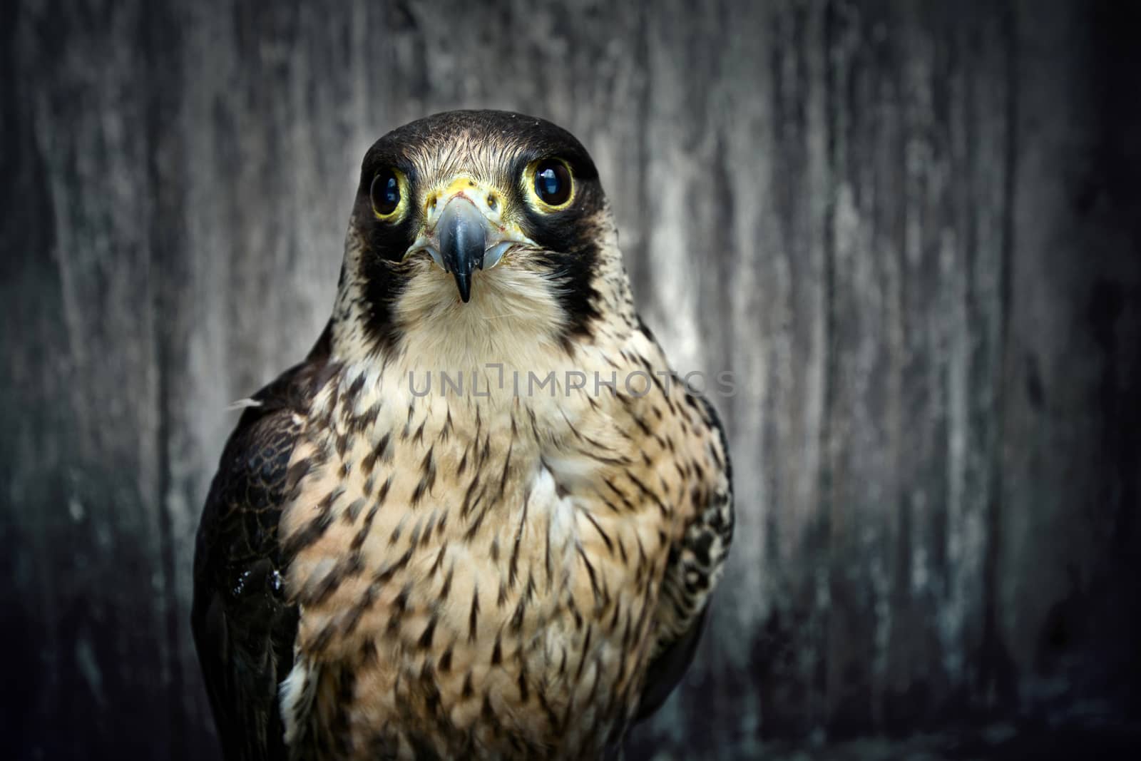 Peregrine falcon. by satariel