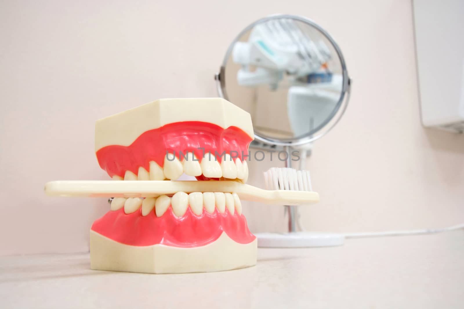 Artificial jaw and toothbrush in dental office. Dental Hygiene and Health conceptual image.