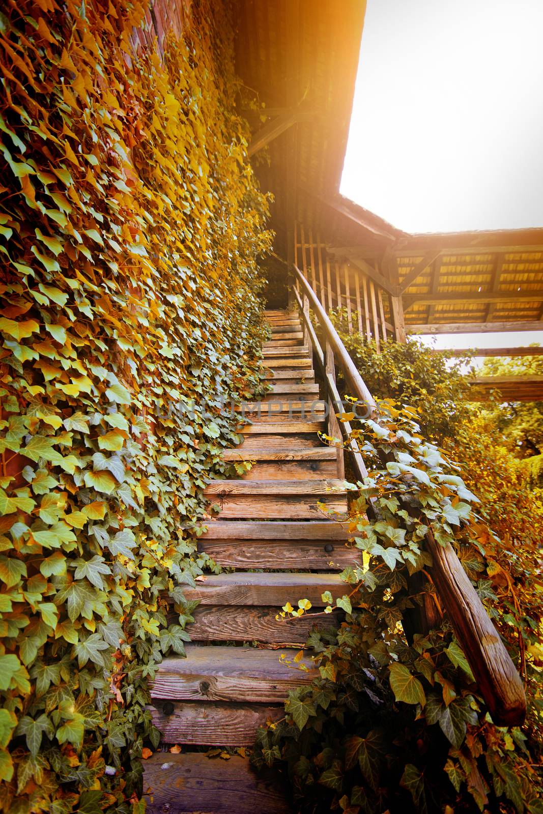Old wooden stairs to the light covered with autumn leaves.