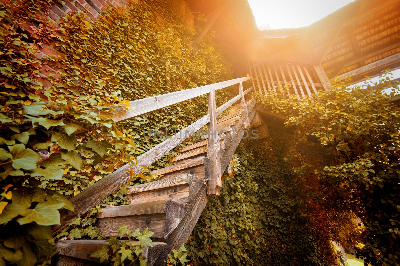 Old wooden stairs to the light covered with autumn leaves.