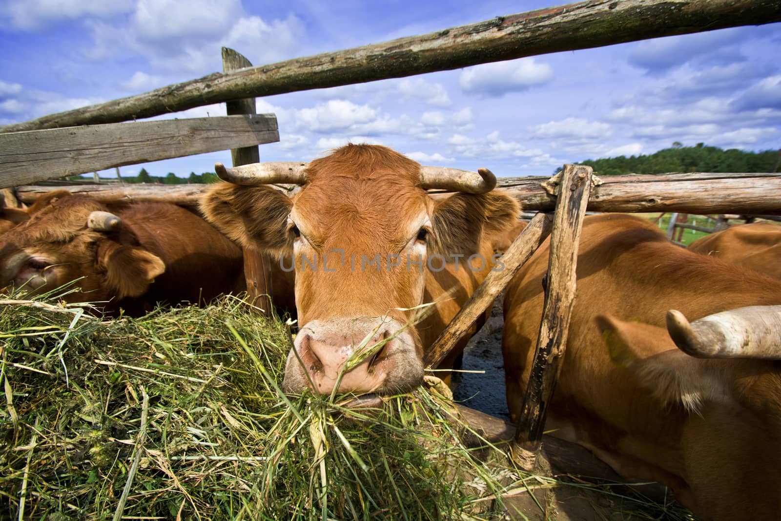 Cows eating straw. by satariel
