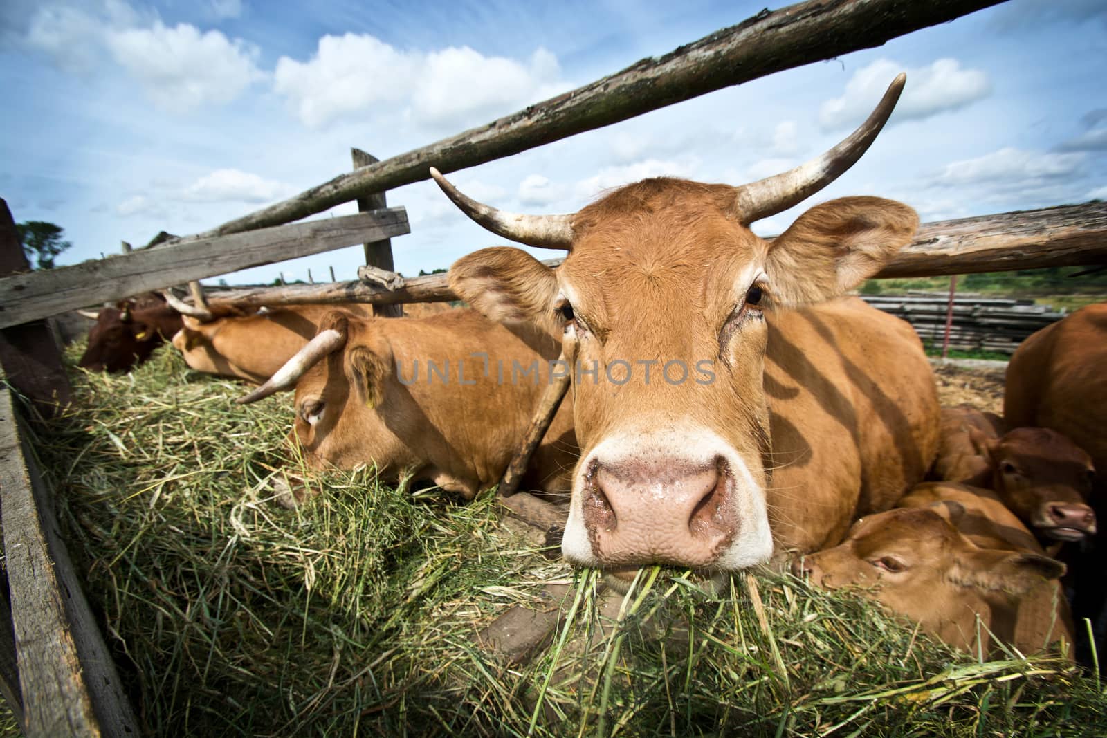 Cows eating straw. Animal breeding in the countryside.