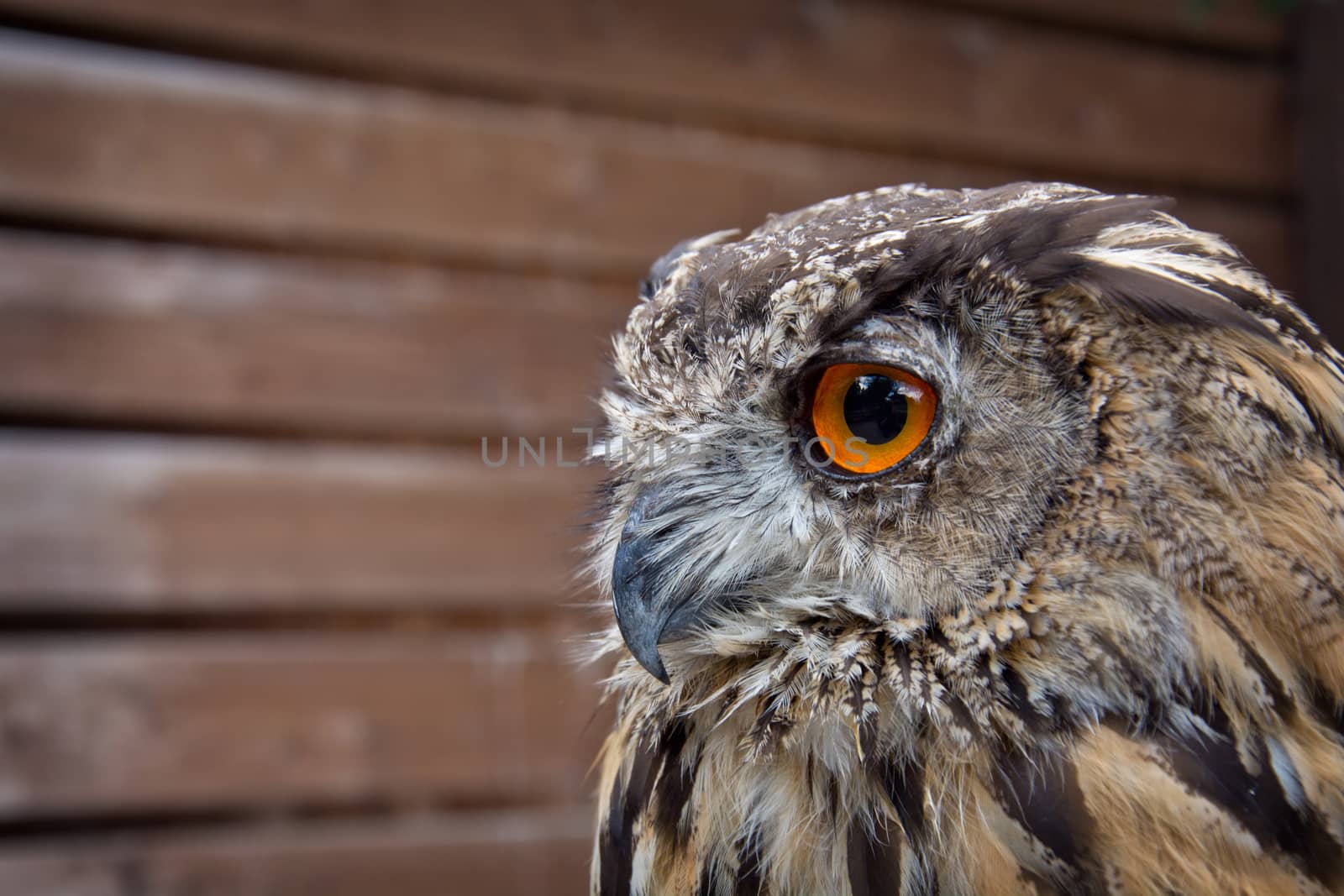 Portrait of eurasian eagle owl. Birds of prey in nature.