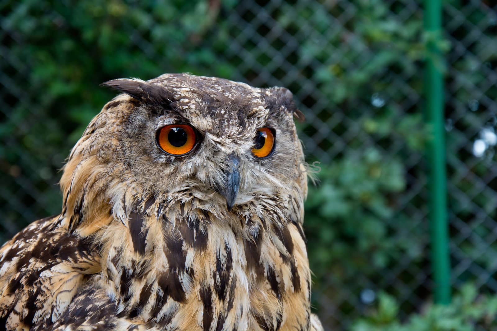 Portrait of eurasian eagle owl. Birds of prey in nature.