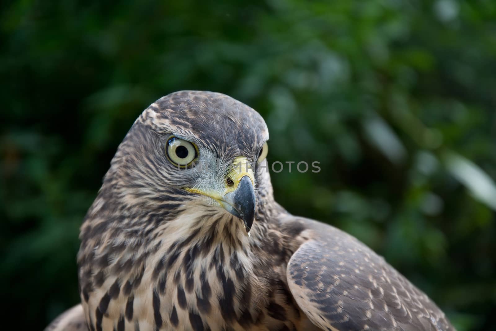 Hawk portrait. by satariel