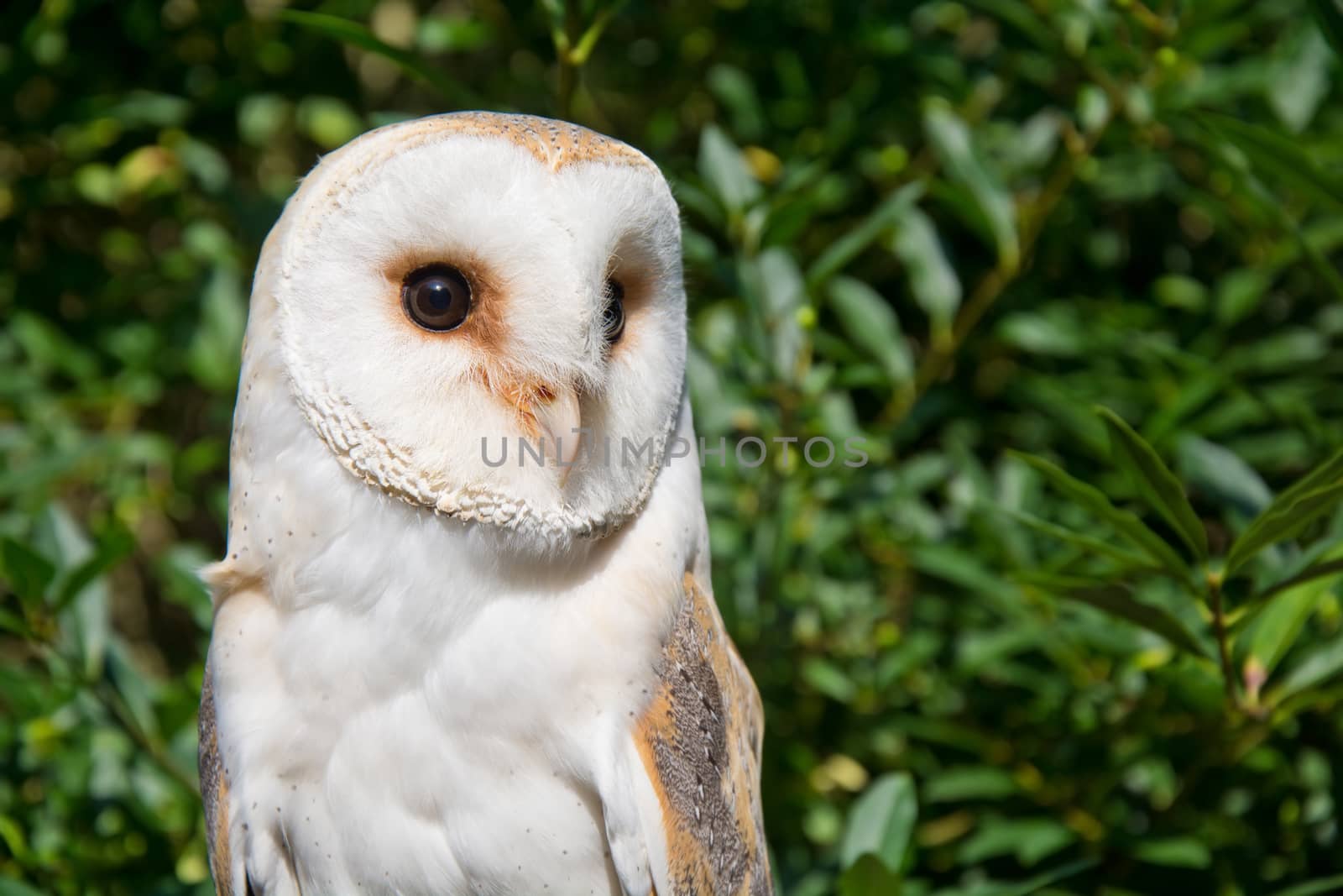 Barn owl portrait. by satariel