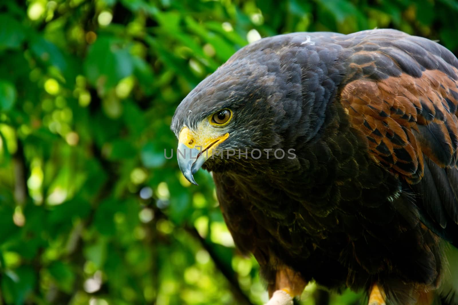 Harris hawk close up portrait. Birds of prey in nature.