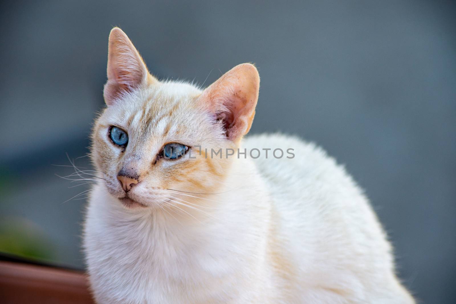 the white cat by carfedeph
