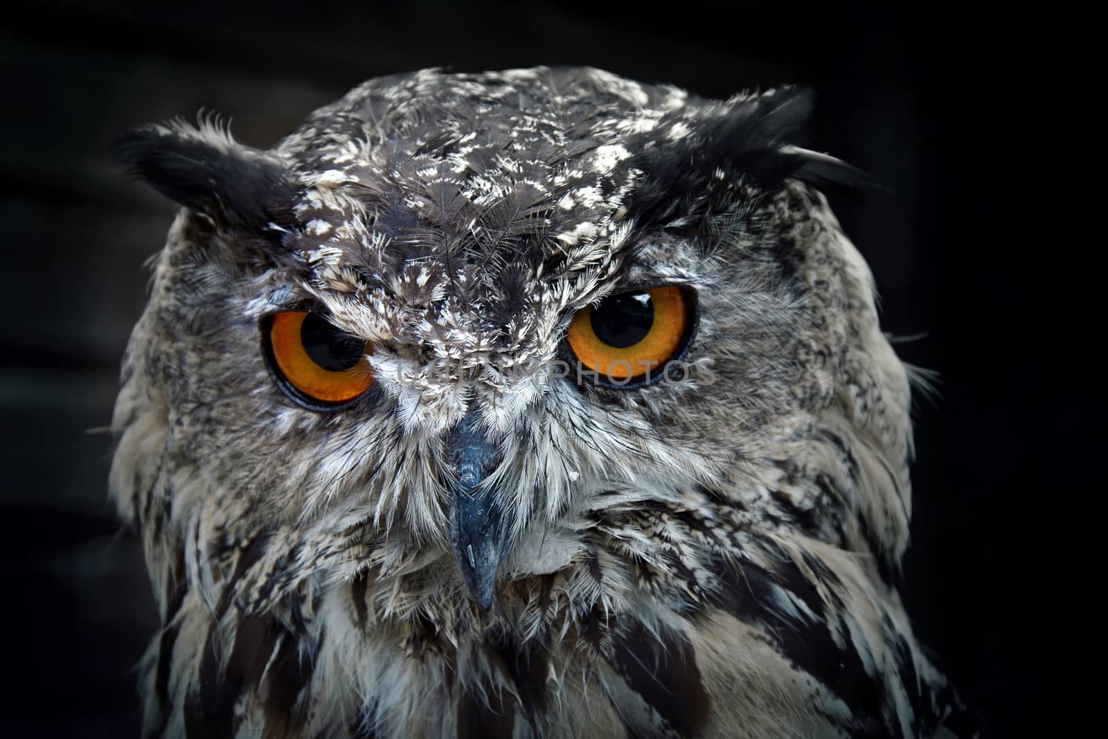 Portrait of eurasian eagle owl. Birds of prey in nature.