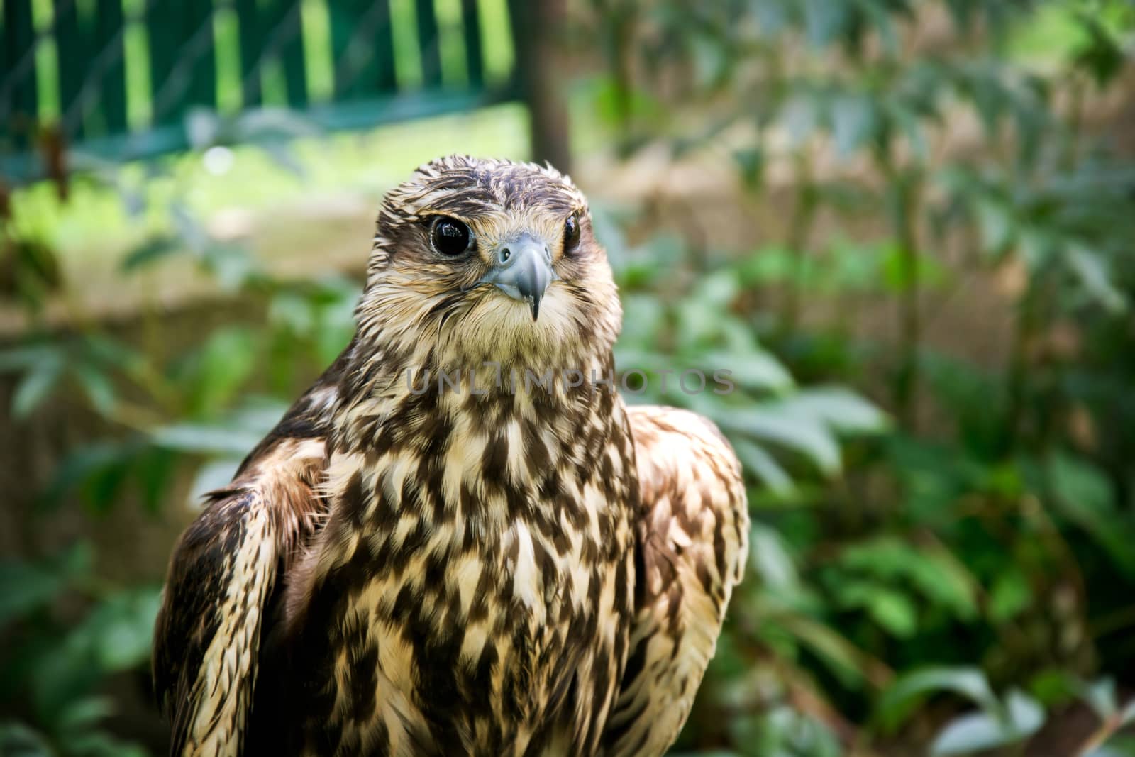 Falcon portrait close up. Birds of prey in nature.
