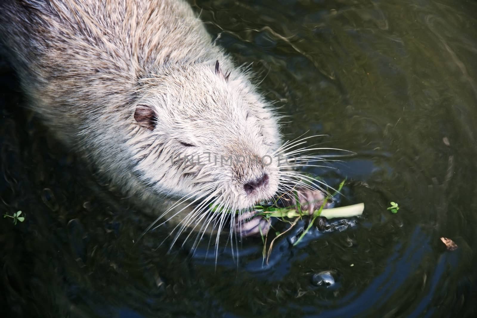 Muskrat in the water. Wildlife of animals.