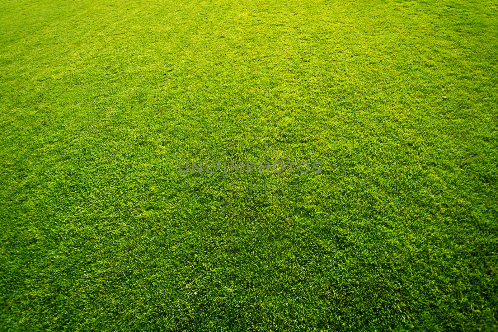 Fresh green grass on golf field pattern background.