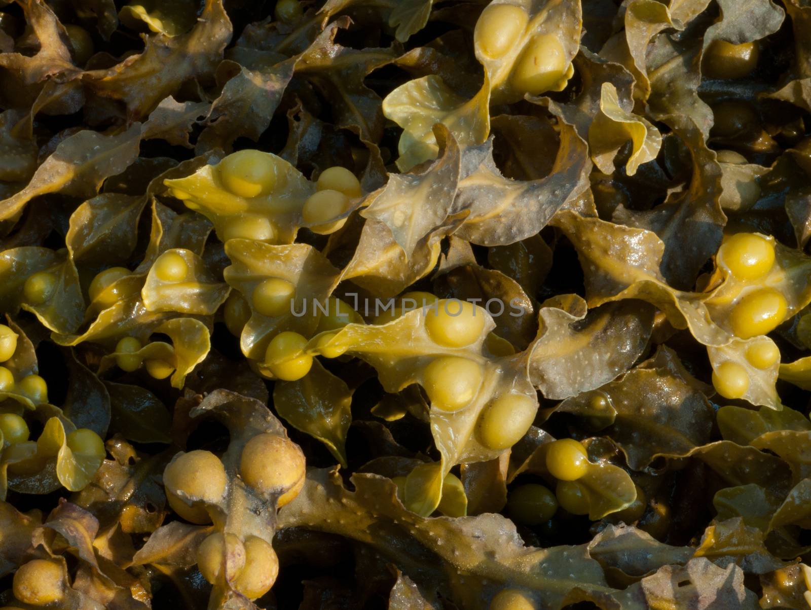 Bladder Wrack Seaweed (Fucus vesiculosus) brown algae photographed on West coast of Scotland