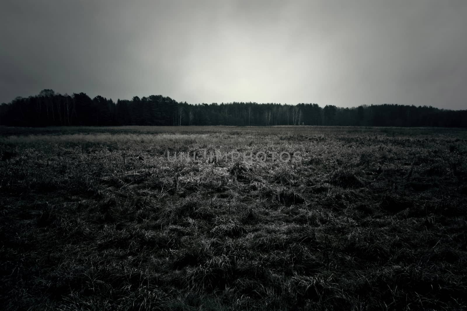 Dark cloudy field. by satariel