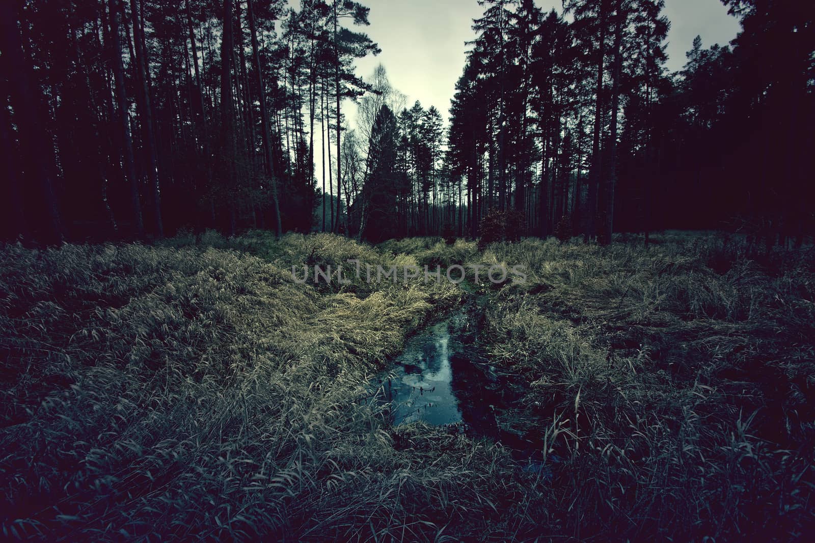 Dark forest.   by satariel
