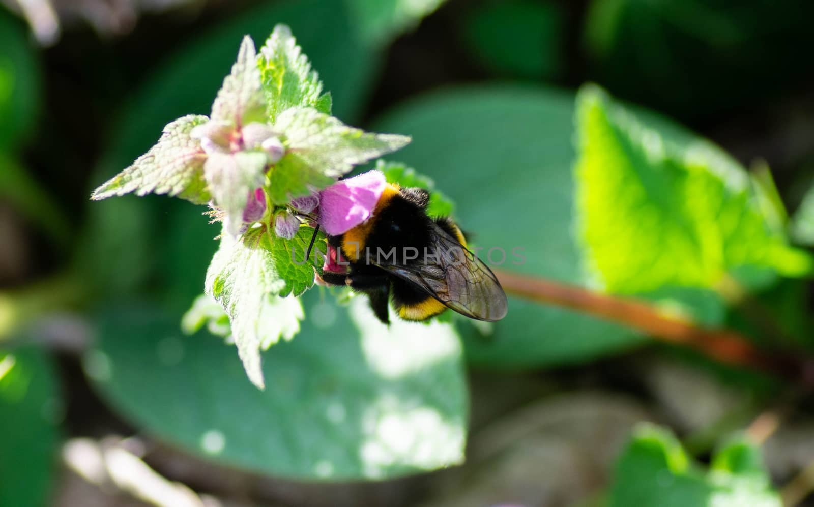 bee on the flower in summer time