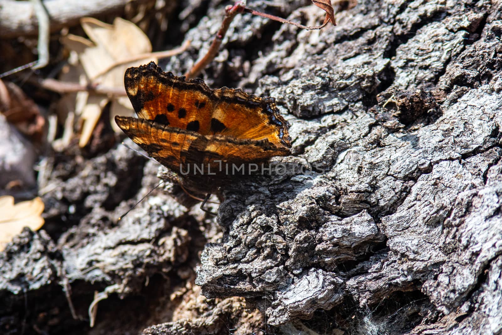 butterfly on bark in spring