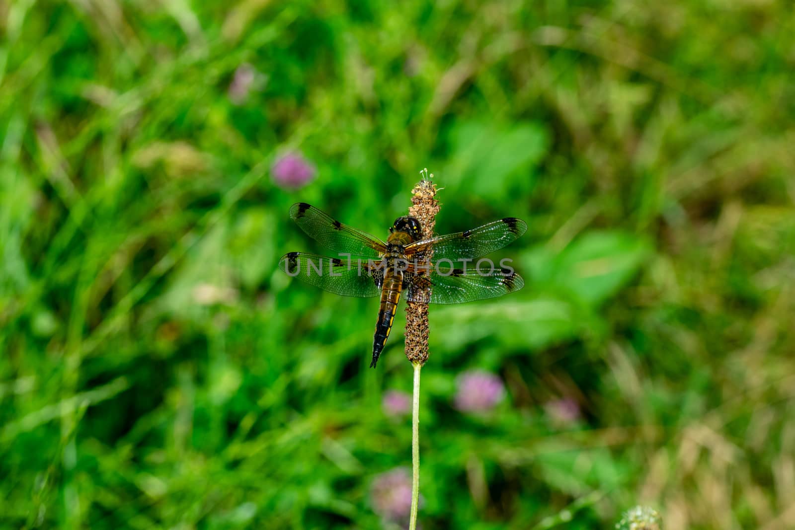 DRAGONFLY ON THE FLOWER by carfedeph