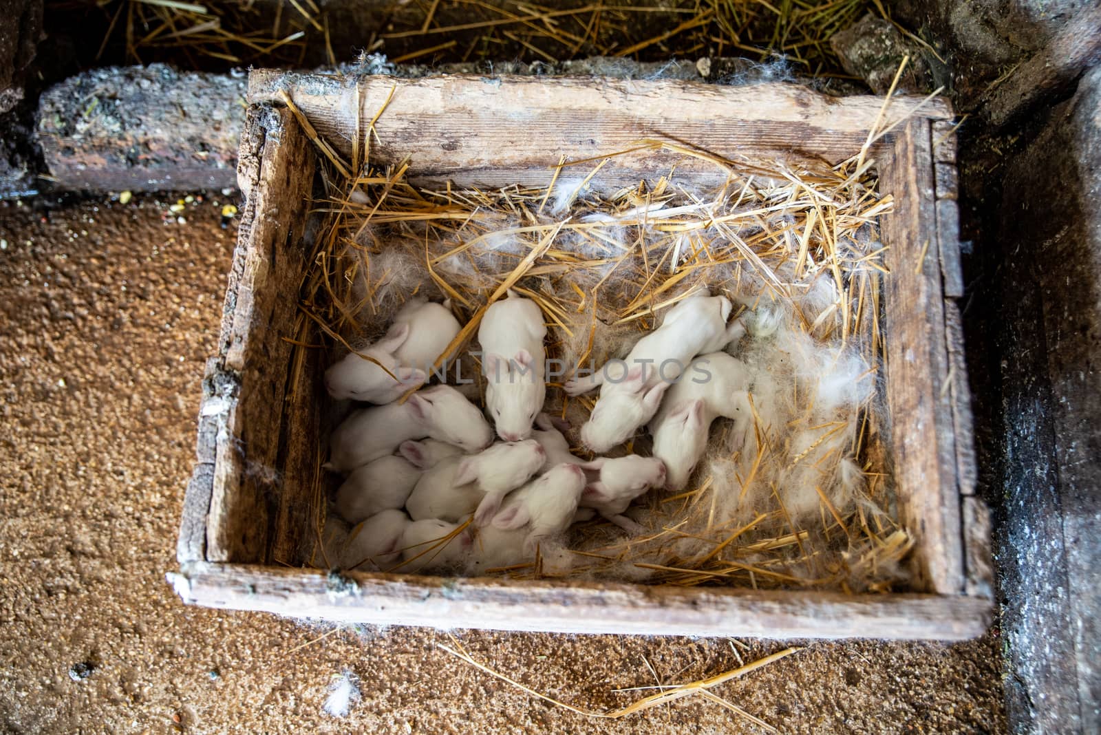 newborn bunnies in the nest
