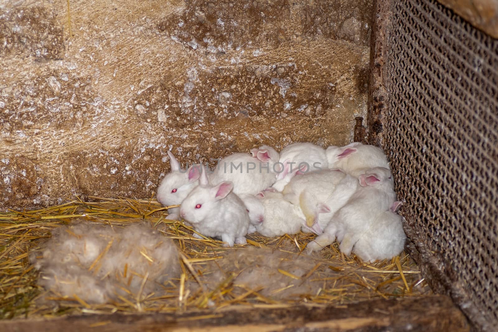 small white bunnies with red eyes by carfedeph