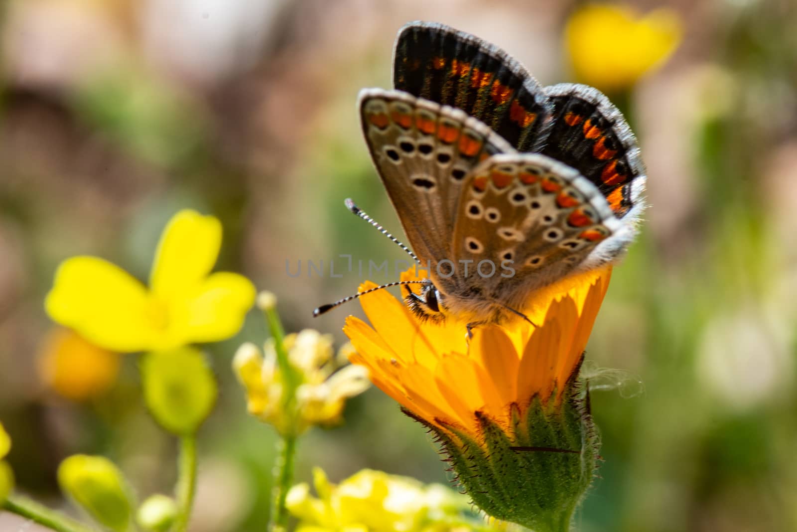 butterfly macro by carfedeph