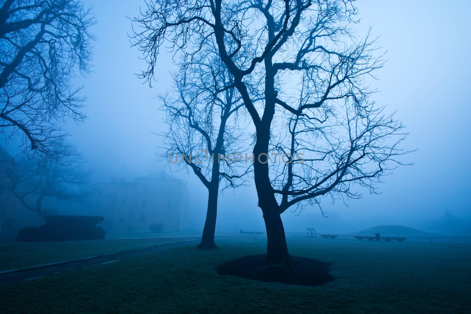Fog in the morning in the city park. by satariel