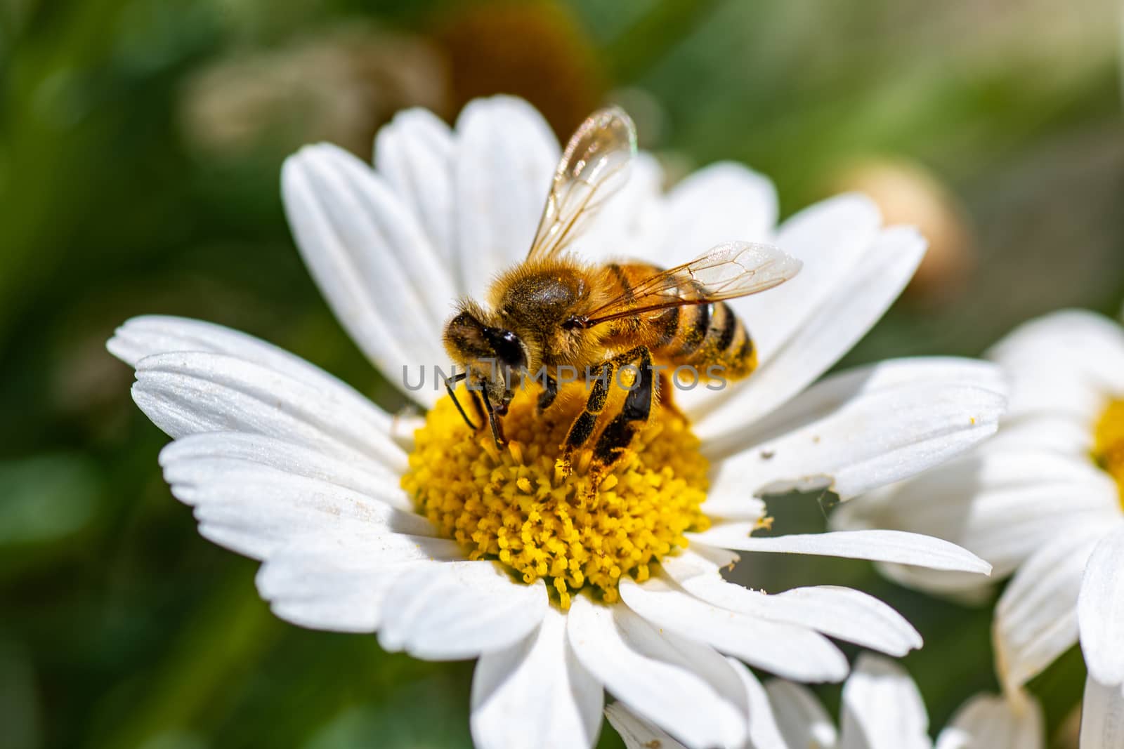 bee and the flower in summer