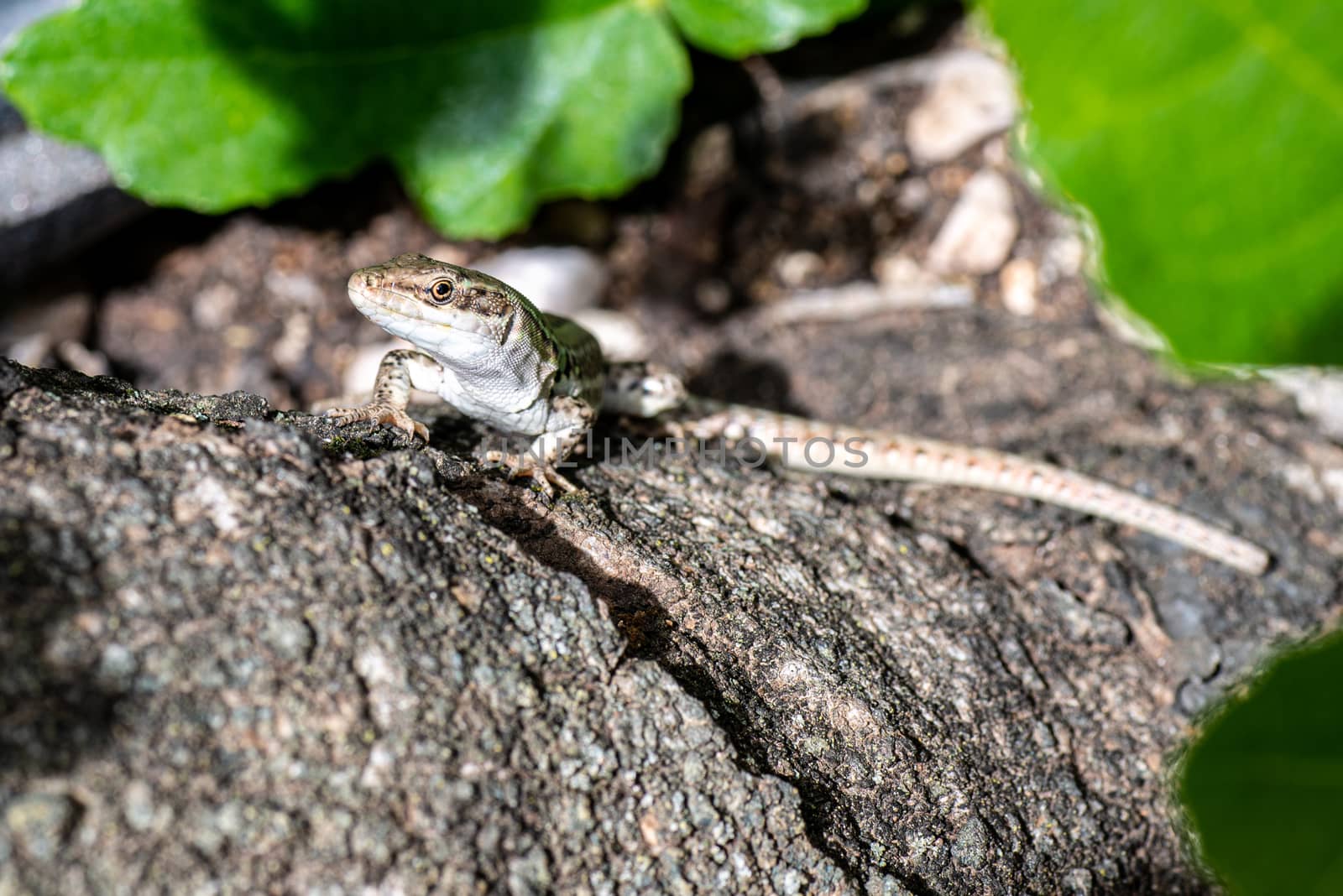 lizard on fig tree trunk