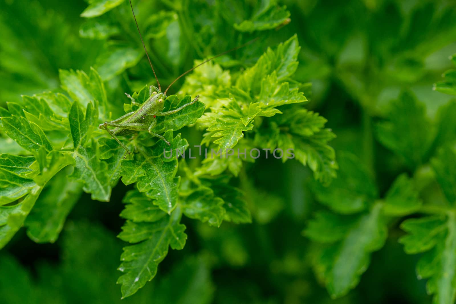 green cricket camouflaged on parsley