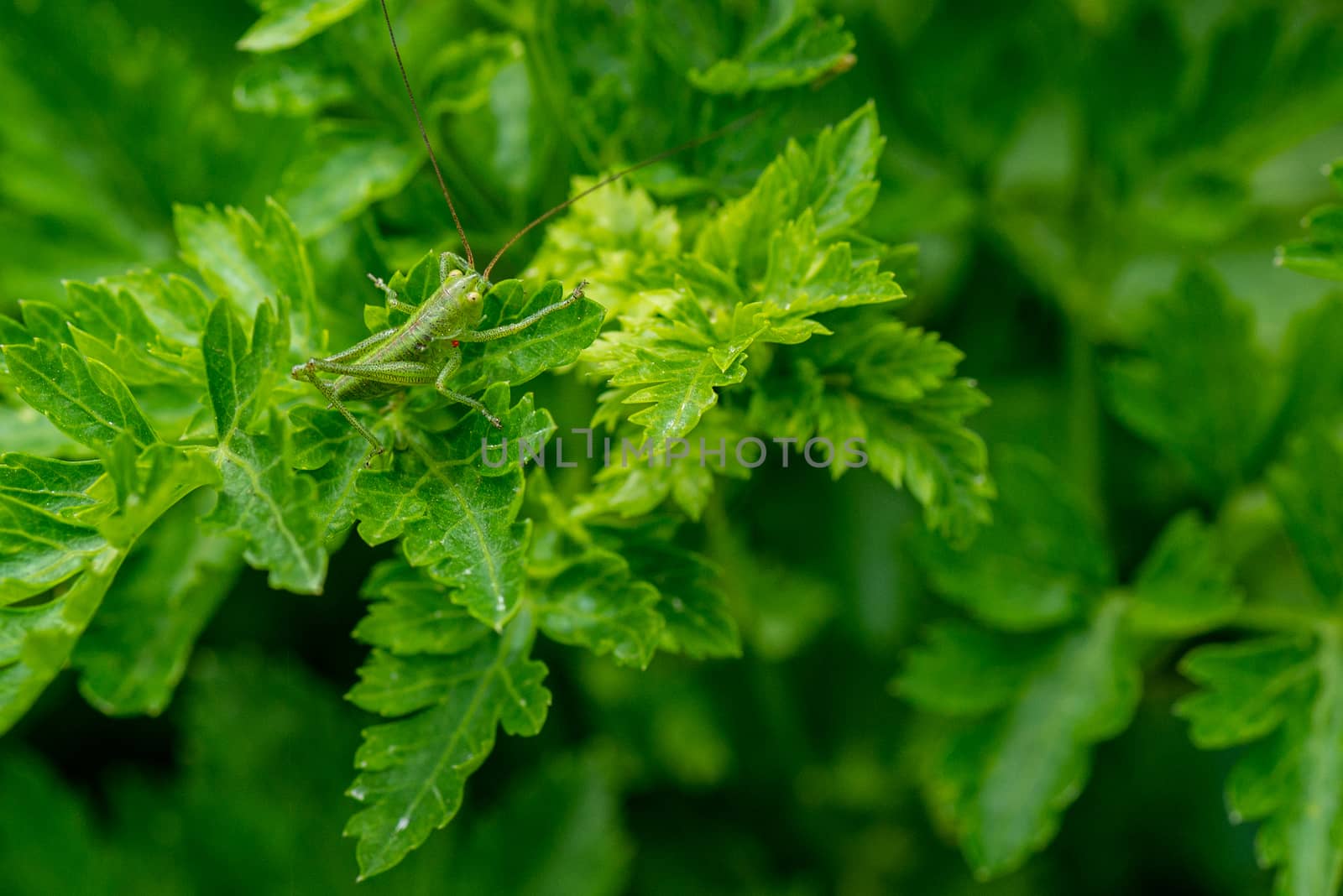 green cricket by carfedeph