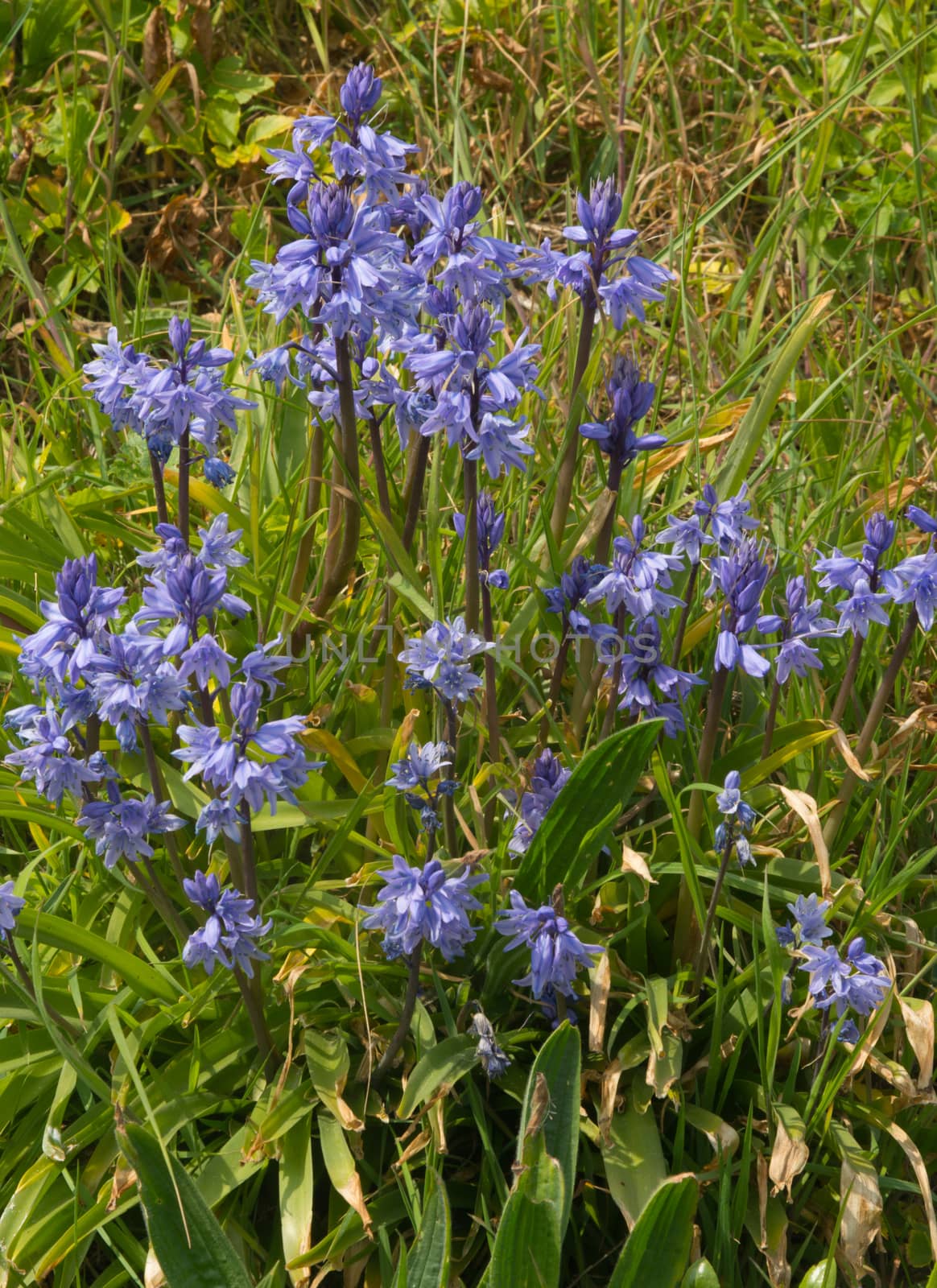 Bluebells in flower